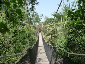 jungle-park-tenerife